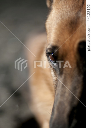 德國牧羊犬的臉 44122192