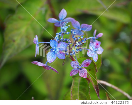 Hydrangea 44122375