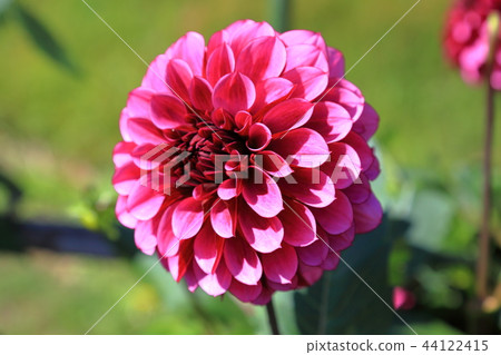 Dahlia Dark Knight Dahlia Dark Knight 44122415