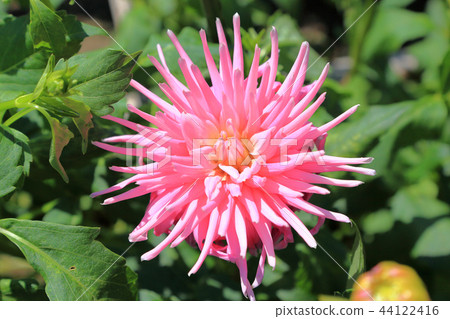 Dalia Stars Lady Dalia Stars Lady 44122416