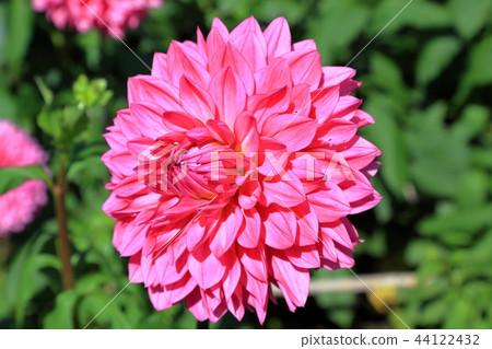 Dahlia Wassan Pink Dahlia Wassan Pink 44122432