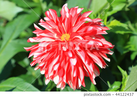 Dahlia Yale Dahlia Yale 44122437