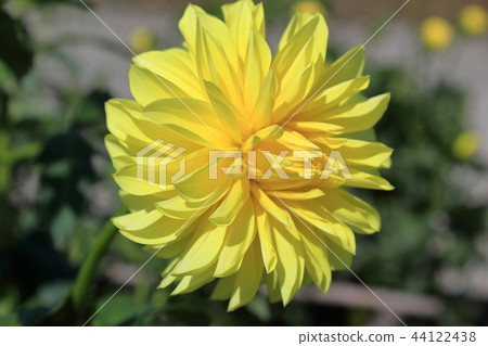 Dahlia Happy Days Dahlia Happy Days 44122438