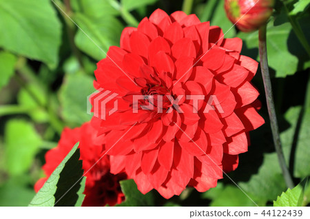 Dahlia Red Bell Dahlia Red Bell 44122439