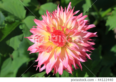 Dahlia Lakeview Carly Dahlia Lakeview Carly 44122440