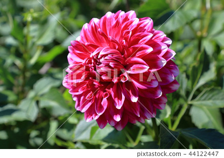 Dalia Rosemary Dalia Rosemary 44122447