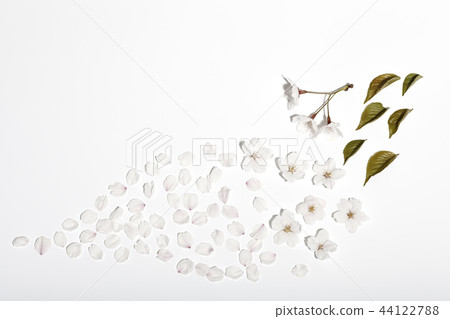 櫻桃樹，花瓣 44122788