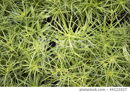 Abstract plant Abstract plant 44122837