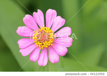 Pink pretty flower Pink pretty flower 44122950