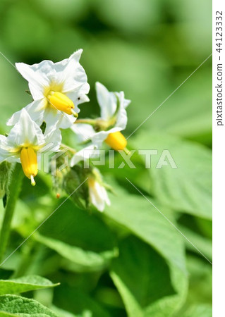 Potato field sdgs food production food crisis sustainable sustainable carbon neutral 44123332
