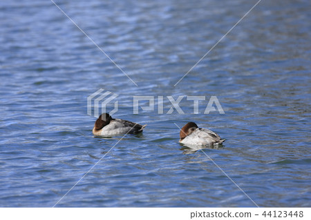 紅頭潛鴨 44123448