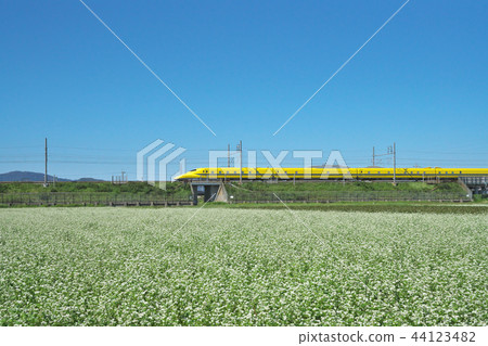 Buckwheat field Dr. Yellow Buckwheat field Dr. Yellow 44123482