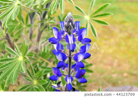 Lupine (Novorifuji) 44123709