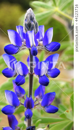 16: 9 Lupine (Novolifge) 16: 9 Lupine (Novolifge) 44123716