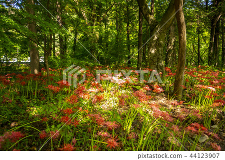 Seonunsa，Seonwoonsan，Gochang-gun，Jeonbuk 44123907
