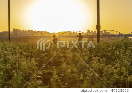 Seorak Island, Banpo District, Han River, Seoul 44123932