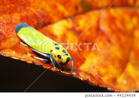 Tsunagogyo Oshoko 44124434