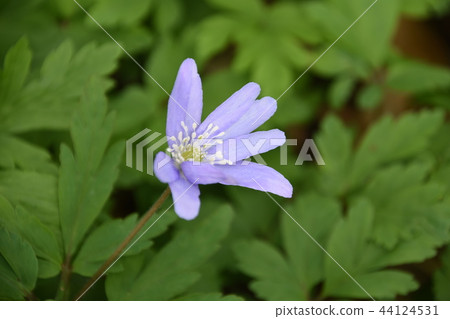 海葵pseudoaltaica 44124531