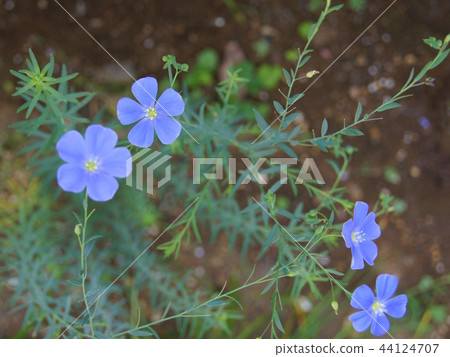 Ama (one annual grass) 44124707