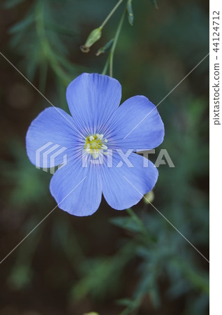 Ama (one annual grass) 44124712