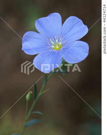 Ama (one annual grass) 44124714