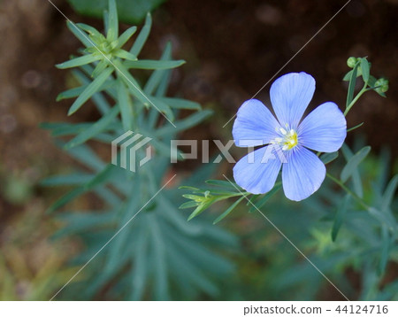 Ama (one annual grass) 44124716