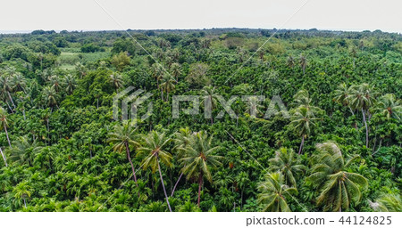 Federated States of Micronesia Yap. Coconut palm jungle (drone aerial view) 44124825