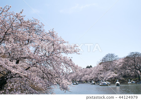 井之頭公園,東京,井之頭池塘,盛開的櫻花 井之頭公園,東京,井之頭池塘,盛開的櫻花 44124979
