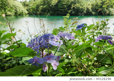 Goshikinuma and Hydrangea flowers 44126296