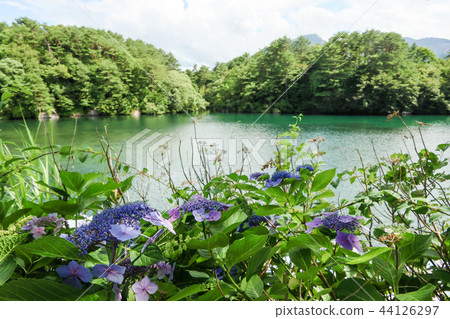 Goshikinuma and Hydrangea flowers 44126297