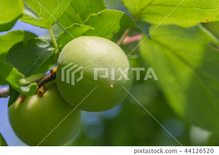收穫季節的青梅 收穫季節的青梅 44126520