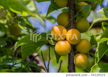 Komei Koume 44126525