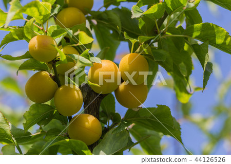 Komei Koume 44126526