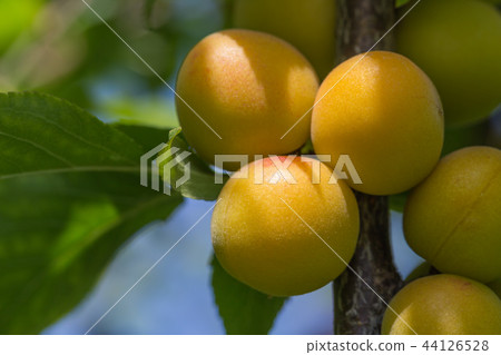 Komei Koume 44126528