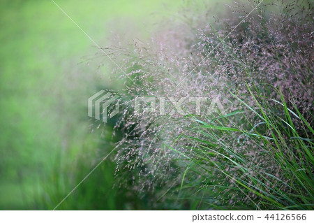 Pink mulley, Reed, Western, Autumn, Western reeds, Plants, Pink 44126566
