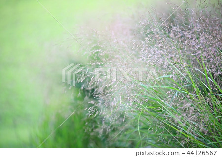 Pink mulley, Reed, Western, Autumn, Western reeds, Plants, Pink 44126567