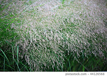 Pink mulley, Reed, Western, Autumn, Western reeds, Plants, Pink 44126568