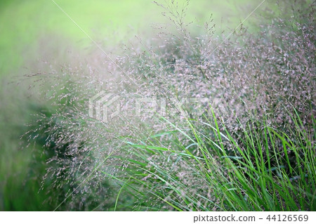 Pink mulley, Reed, Western, Autumn, Western reeds, Plants, Pink 44126569