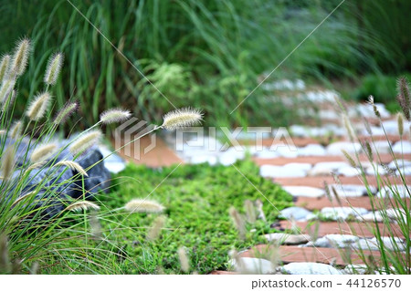 Pink mulley, Reed, Western, Autumn, Western reeds, Plants, Pink 44126570