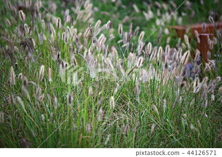 Pink mulley, Reed, Western, Autumn, Western reeds, Plants, Pink 44126571