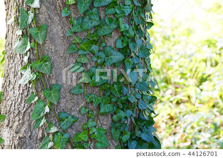 癒合葉心Hedera 44126701