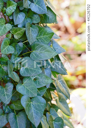 Healing Leaf Heart Hedera 44126702