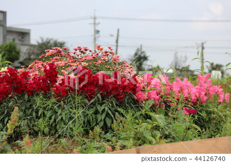 路邊盛開的花朵 44126740