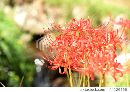 Cluster amaryllis 44126866