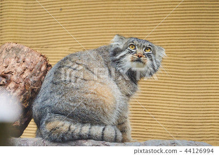 Manul cat of Asahiyama Zoo 44126994
