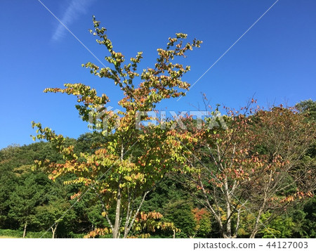 Takahara 2 44127003