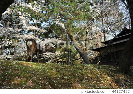 奈良鹿 44127432