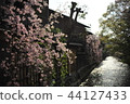 春天祗園白川 44127433