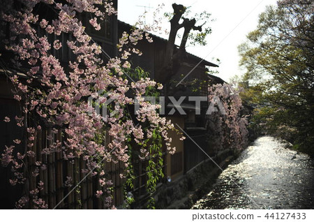 春天祗園白川 44127433