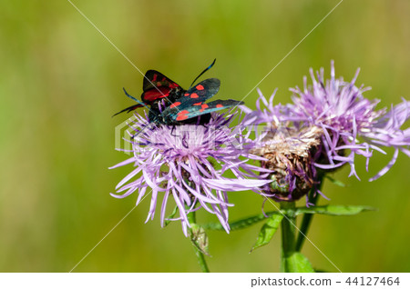 Six-spot Burnet moth,Zygaena Filipendulae, on Knapweed 44127464